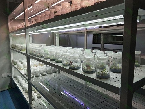 响水植物组织培养实验室设计建设方案